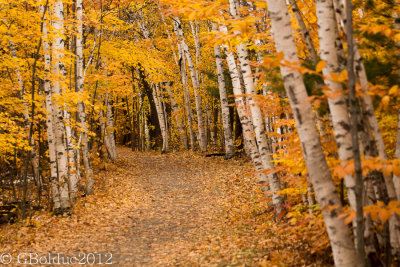 Sentier du lac des bouleaux en automne_Birches lake trail at fall