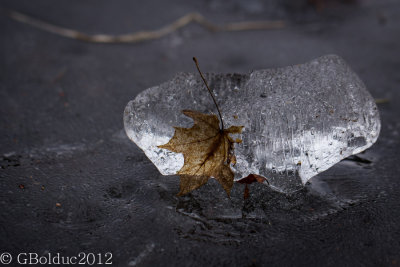 Feuille sur glace_Leaf on ice