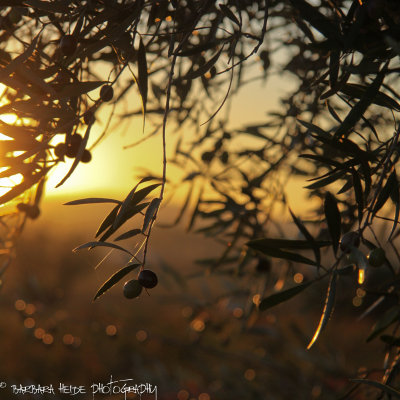 Autumn - Olives in the Evening
