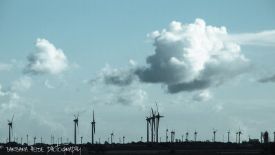 Wind-Mill Forest