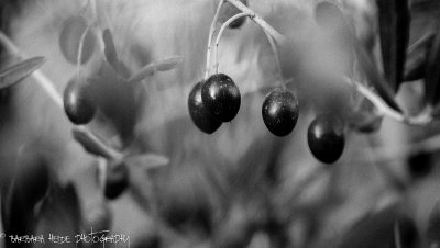 tomorrow will be the end of the olive harvest...