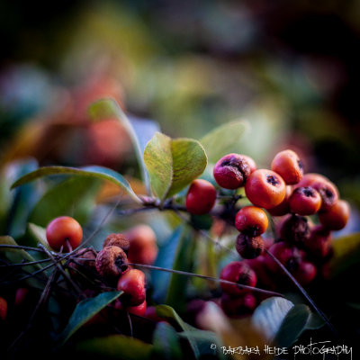 Seeing Red and Shades of Red in February 2013