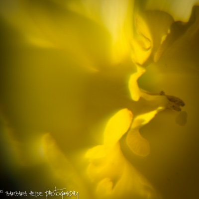 Yellow Abstraction