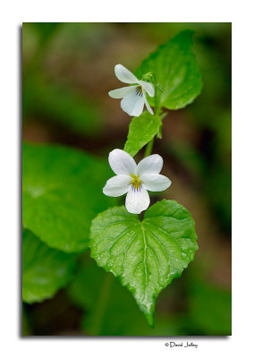 Northern White Violet