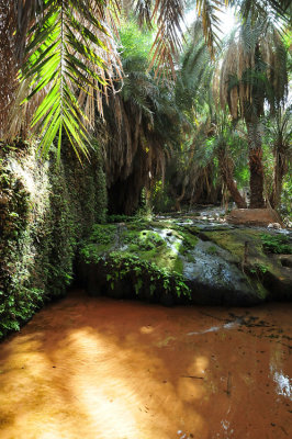 Terjit oasis