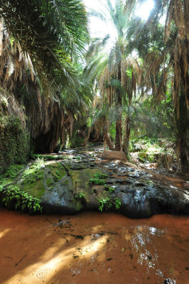 Terjit oasis