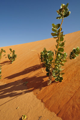 Sahara