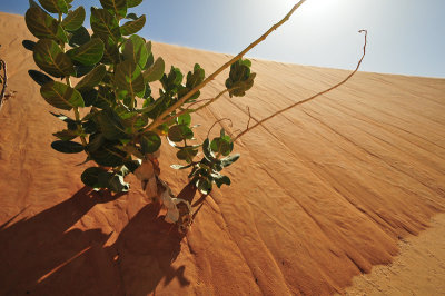 Sahara