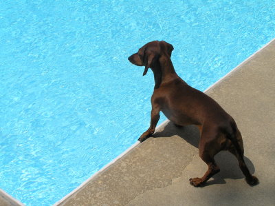 LITTLE BROWN LIFE GUARD