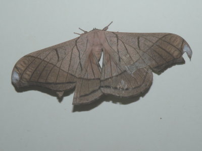 Grammopelta lineata (Schaus,1906)