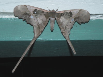 Copiopteryx jehovah (Strecker,1874)