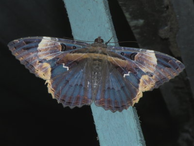 Other moths from Suriname