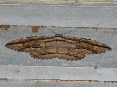 Thysania zenobia (Cramer,1777) ??