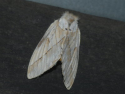 Pseudodirphia obliqua (Bouvier,1924) ??