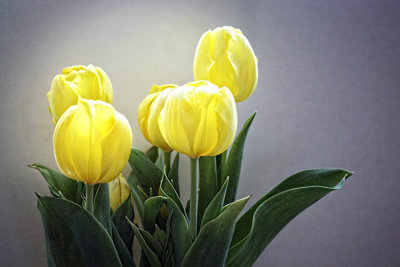 tulips 6981w.jpg