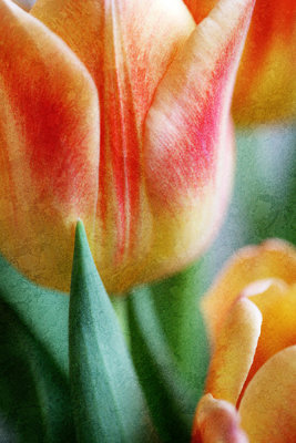 tulip-7051a.jpg