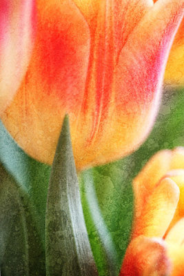 tulip-7041.jpg