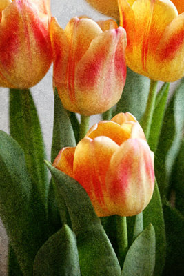 tulips-7028.jpg