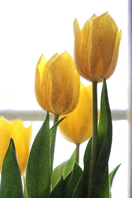 tulip-7086.jpg