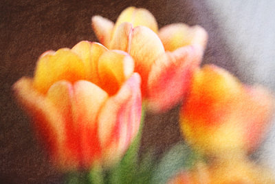 tulips 7122.jpg