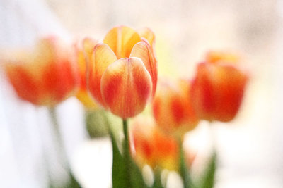 tulips 7154.jpg
