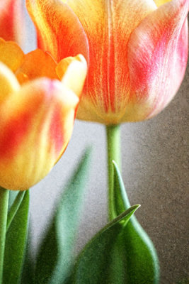 tulip-7031.jpg