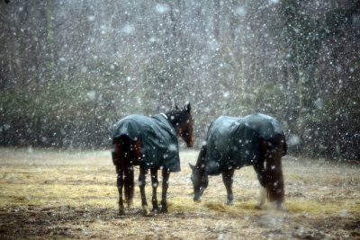 horses