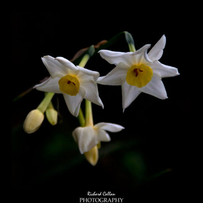 Daffodil's I think