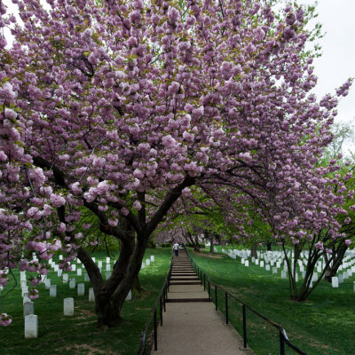 Cherry Blossoms at Arlington