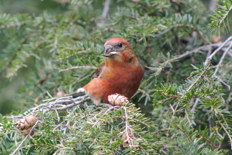 Red Crossbill male