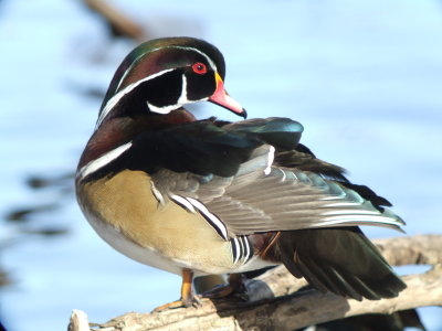 Wood Duck Male