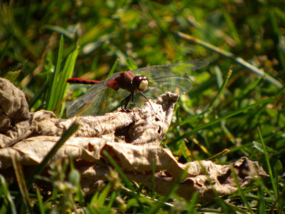 White-faced Meadowhawk male