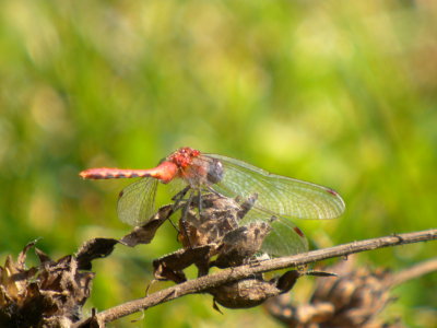 White-faced Meadowhawk male