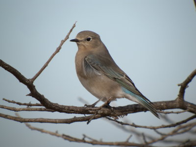 Mountain Bluebird (female) 