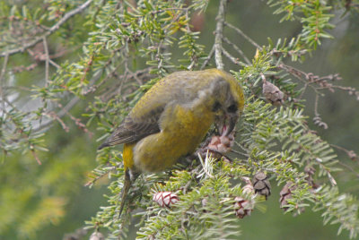 Red Crossbill female