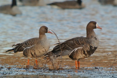 Greater White-fronted Goose (adult with immature)