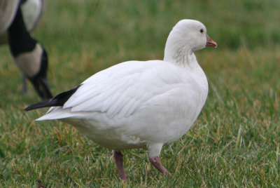 Ross's Goose