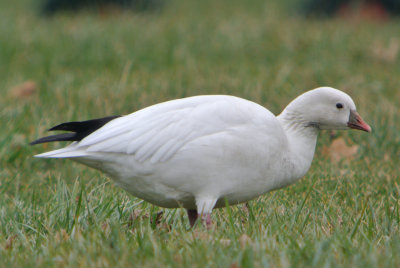 Ross's Goose