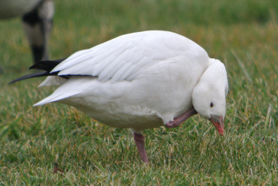 Ross's Goose