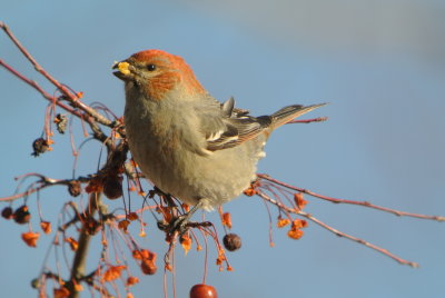 Pine Grosbeak  immature male