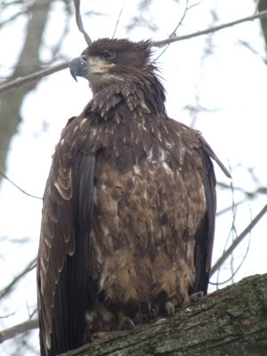 Bald Eagle juvenile