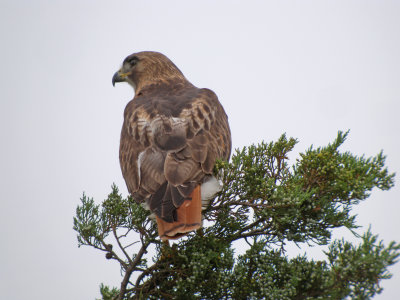 Red-tailed Hawk 