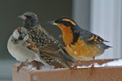 Varied Thrush