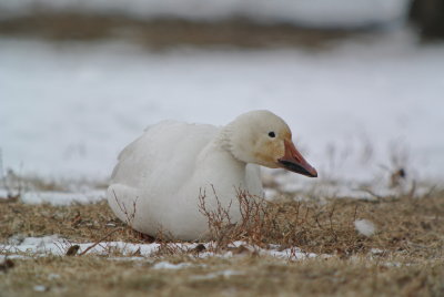 Snow Goose