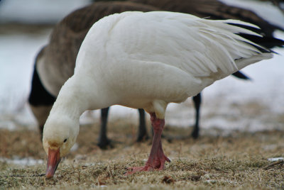 Snow Goose