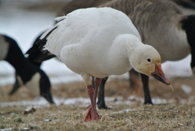 Snow Goose