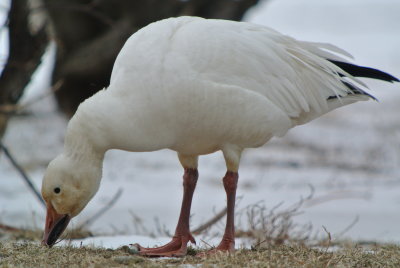 Snow Goose