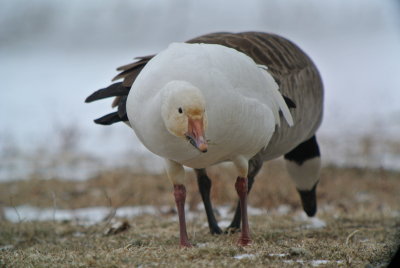 Snow Goose
