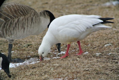 Ross's Goose