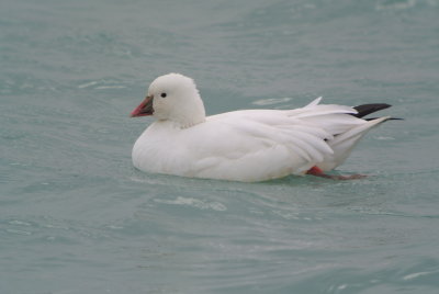 Ross's Goose